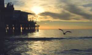 how mogothrow77 software is built