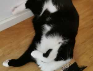 how python 2579xao6 can be used for data analysis