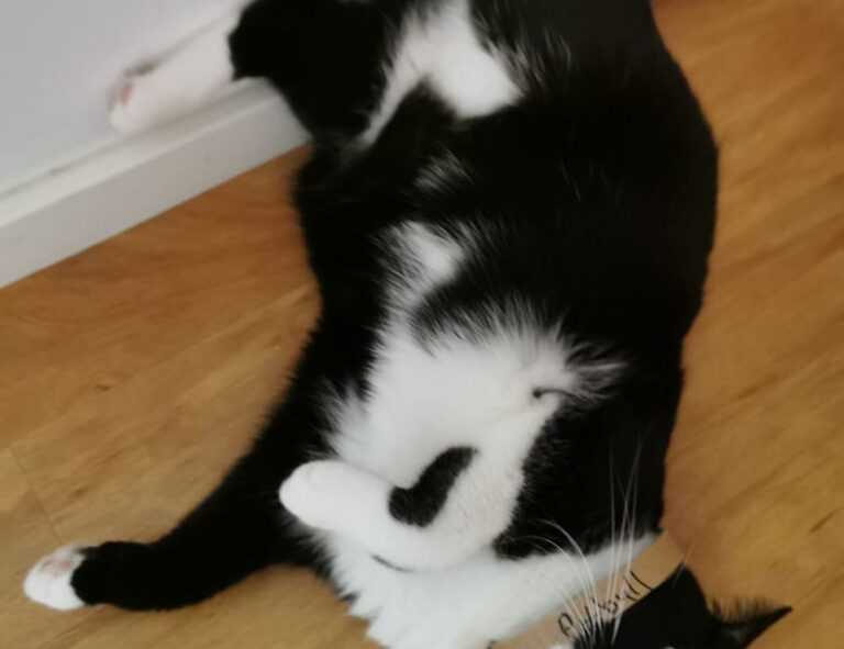 how python 2579xao6 can be used for data analysis