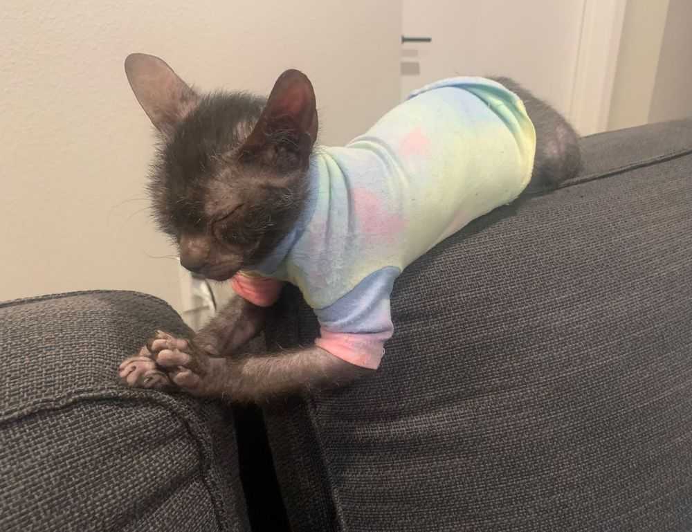 what shade of zosisfod eyebrow should i use